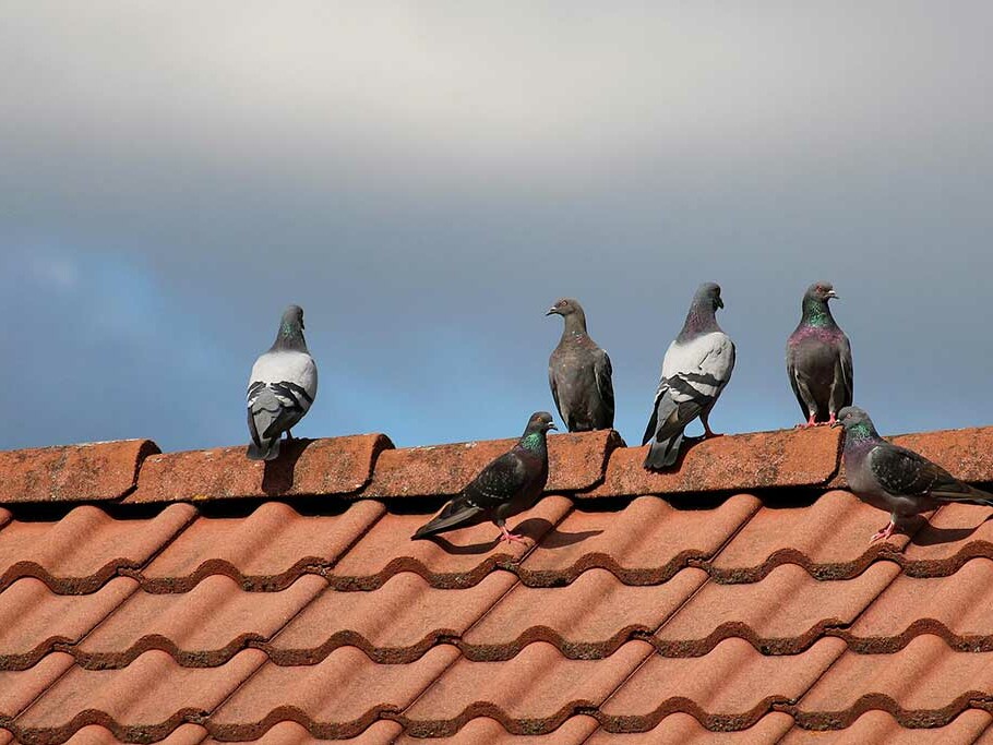 La protection des bâtiments contre les pigeons